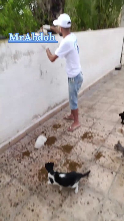 Feeding and caring for street cats