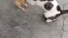 Cats and chickens ... القطط والدجاج