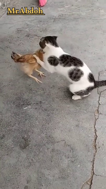 Cats and chickens ... القطط والدجاج