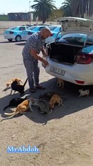 Feeding cats on the street...إطعام القطط في الشارع