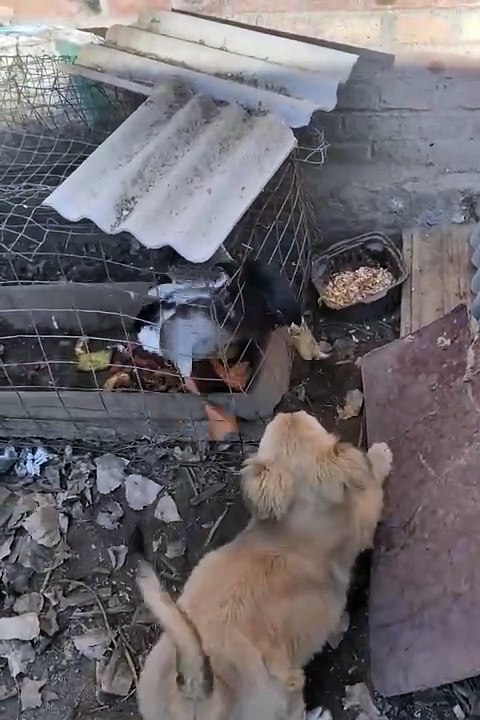 Funniest pets | cute animals  #animals #shorts #funniestpets #cutedogs #cutepets