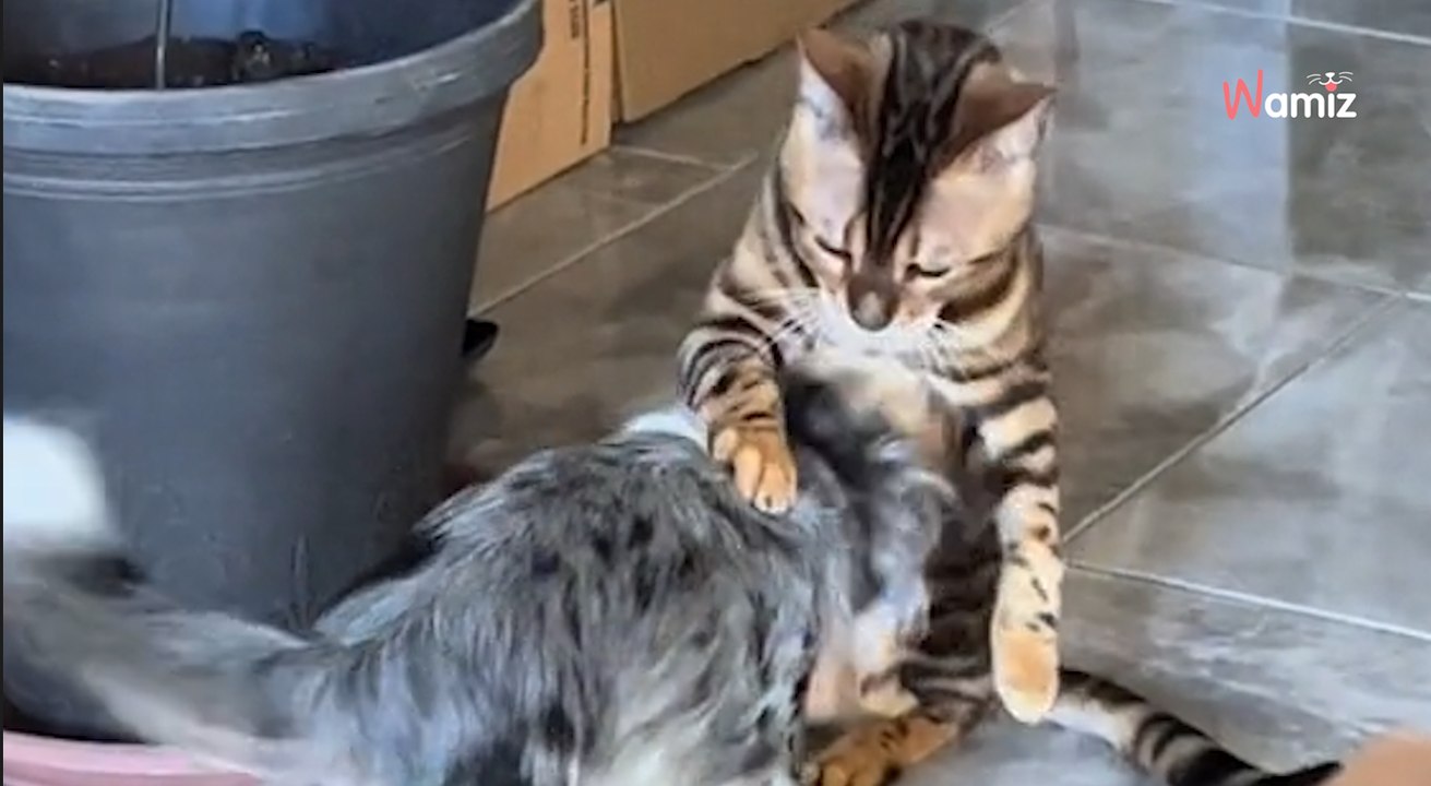 Le chien a du mal à comprendre le message que fait passer le chat : 20,5K personnes sont mortes de rire (vidéo)