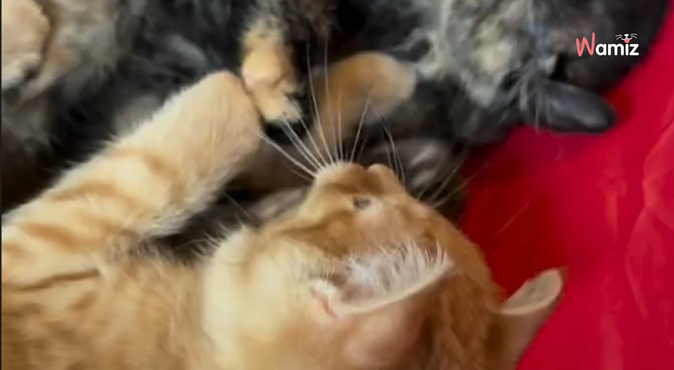 5 chatons apeurés arrivent en famille d'accueil : les hôtes de la maison ont leur secret pour les mettre à l'aise (vidéo)