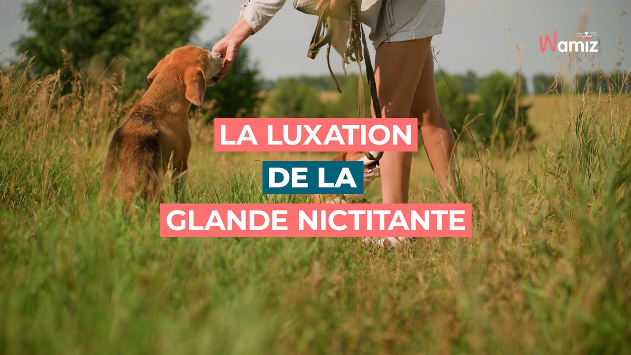 Luxation de la glande nictitante : qu’est-ce que cette boule rouge dans l’œil de mon chien ?