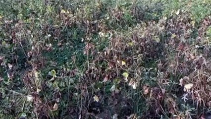 अधिकाधिक उत्पादन लेने होड़ में यूरिया का प्रयोग बढऩे से मिट्टी हो रही बीमार