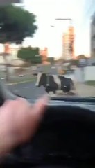 Una vaca atropella a un motociclista