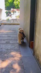 Golden Retriever is holding his own leash!