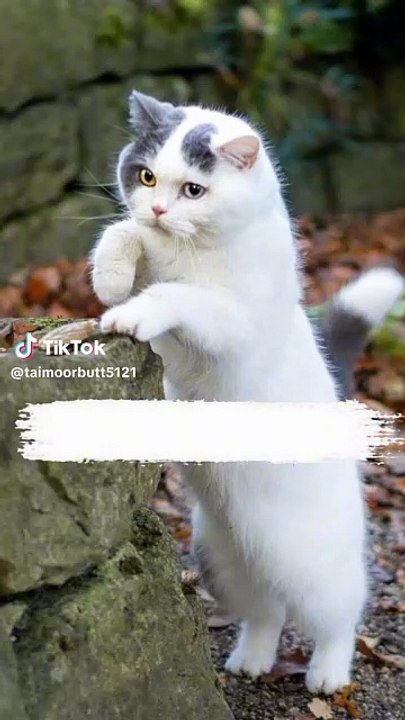 Jdorbrifbri
