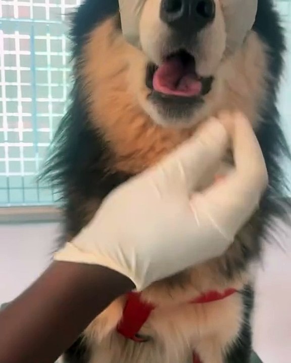 🐾✨ Welcome to the ultimate feline adventure! In this purr-fect video, we d