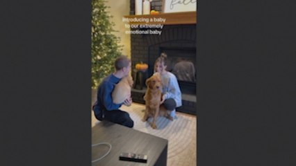 El emotivo vínculo entre un Golden Retriever y un cachorro que transformó su mundo