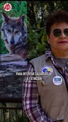 Lobo Mexicano se salva de la extinción
