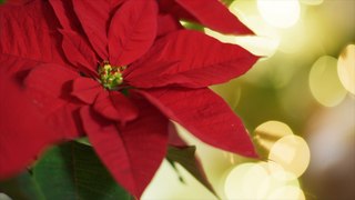 Why Are The Mistletoe and the Poinsettia Staples of the Holiday Season?