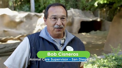 These Piglets Are Getting an Amazing Welcome Home!