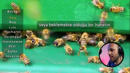 Rüyada Böcek Görmek - İhya Rüya Tabirleri