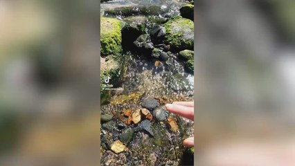 Se va al río con el detector de metales y casi le da un infarto con el pequeño tesoro que encuentra entre las piedras