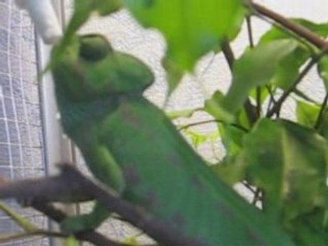 Smouss boit au biberon 2