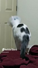 El gato parlante ya se está recuperando de su cirugía #shorts #animales #mascotas #felino #amor