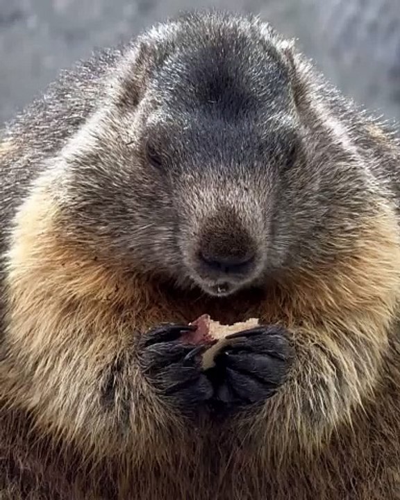 Welcome to the purr-fect world of **cats**! 🐾 In this adorable video, we c