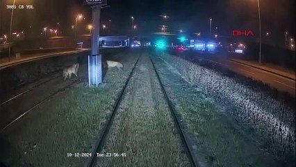 Kayseri'de insanlıktan utandıran görüntü!