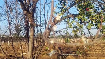 Mevsimler yer değiştirdi: Manisa'da erik ağacı çiçek açtı!