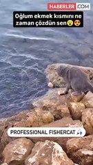 Kedinin balık avında kullandığı taktik şaşırttı