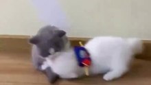 Adorable Kittens Playing Together