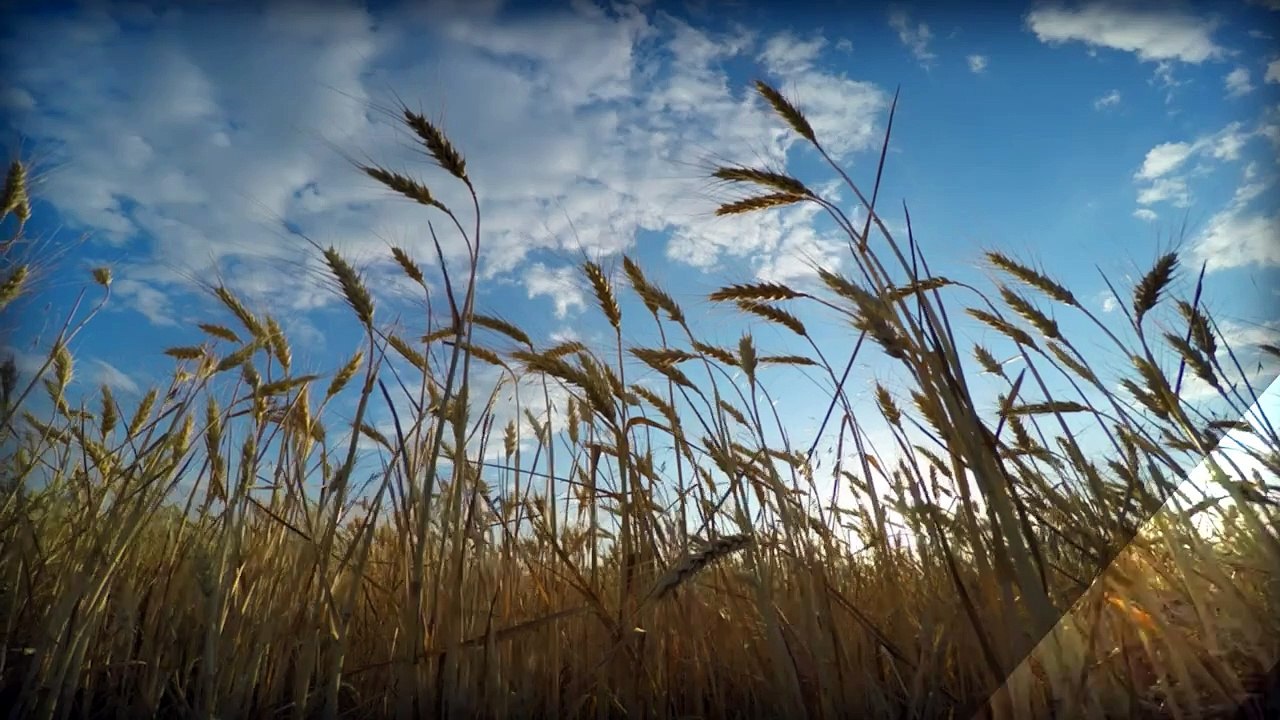 Mancha bipolaris é nova ameaça ao milho safrinha em 2025