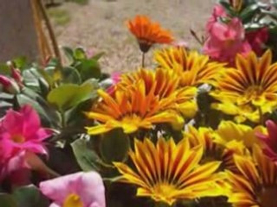 Photorécit fleurs
