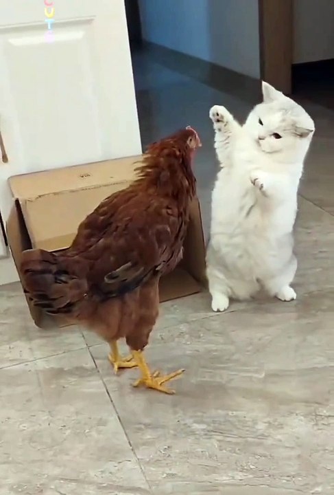 Funniest pets | cute animals  #animals #shorts #funniestpets #cutedogs #cutepets