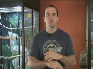 How To Use A Cockatiel Training CD for Best Results