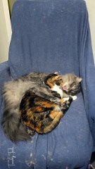 My cats have that habit of cleaning each other then getting over stimulated and biting each other