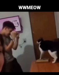 🐱 Welcome to the purrfect paradise of CATtopia! 😻 In this adorable video,