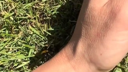 Struggling bumblebee is rescued by a woman who helps it feed and recover