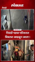 भिवंडी पडघा परिसरात बिबट्या आढळून आला !