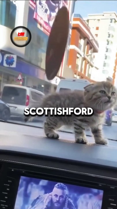 Top des chats les plus mignon du monde