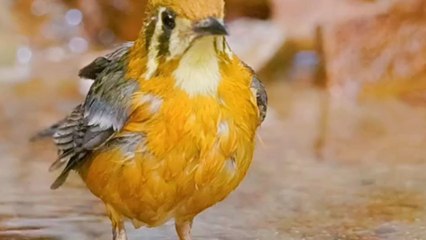 Orange headed thrush enjoys a refreshing morning bath in a jungle pool