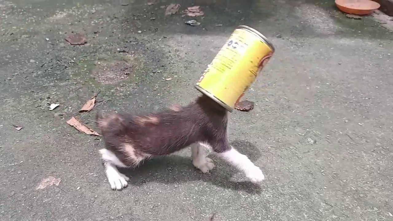 Owner LEFT Hungry Weak Baby Kittens                     cat videos cute kittens