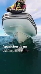 Argentina: Inesperada aparición de un delfín panda encanta a todos en la costa (+Video)
