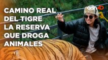 Camino Real del Tigre, la reserva en Mazamitla, Jalisco que droga a los animales