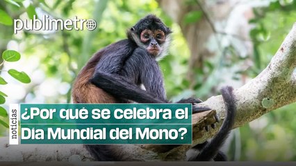 Este es el origen del Día Mundial del Mono