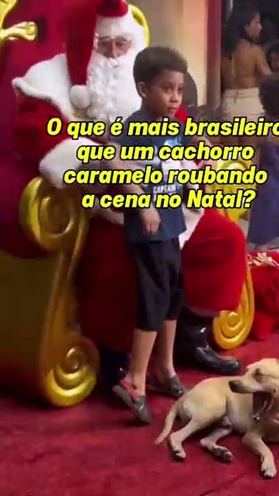 Vira-lata caramelo vira atração em shopping em Vitória