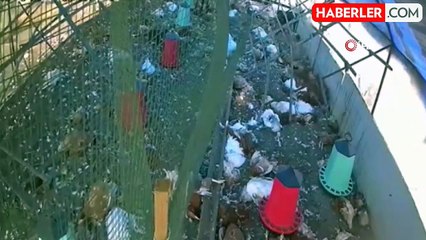 Bodrum'da Sahipsiz Köpeklerin Saldırısı: 1300 Tavuk Telef Oldu