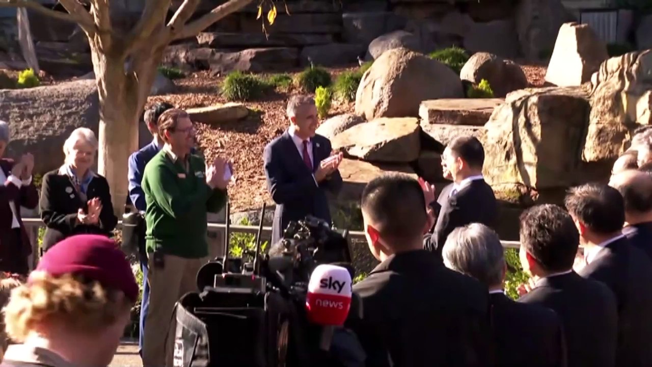 Two new pandas, Yi Lan and Xing Qiu, arrive in South Australia, but there are politics behind them