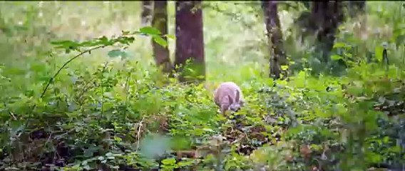 Bambi, una vida al bosc | movie | 2024 | Official Trailer