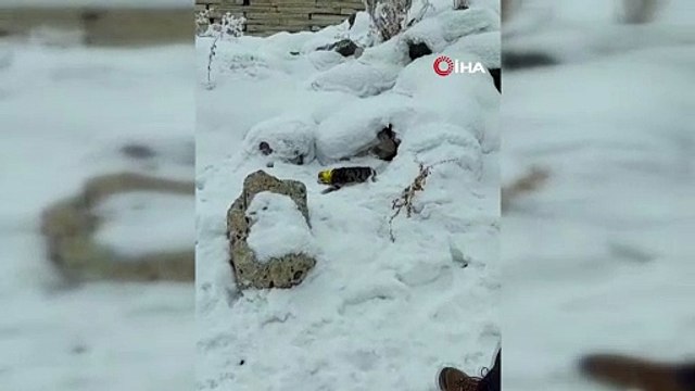 Başı konserve kutusuna sıkışmış kediyi böyle kurtardı! O anlar kamerada
