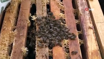 Arılar kış uykusuna erken girdi! Uzmanlar iklim değişikliğine dikkat çekti