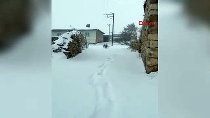 Kangal köpekleriyle kayak keyfi