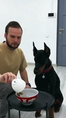 Köpek acil durumda sahibini korur mu? Sosyal medyayı sallayan o anlar!