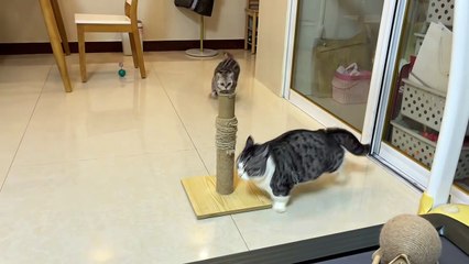 Cute & Cuddly Pets