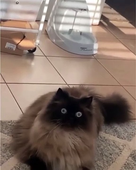 🐾 Get ready to dive into the adorable world of cats! In this purr-fectly c